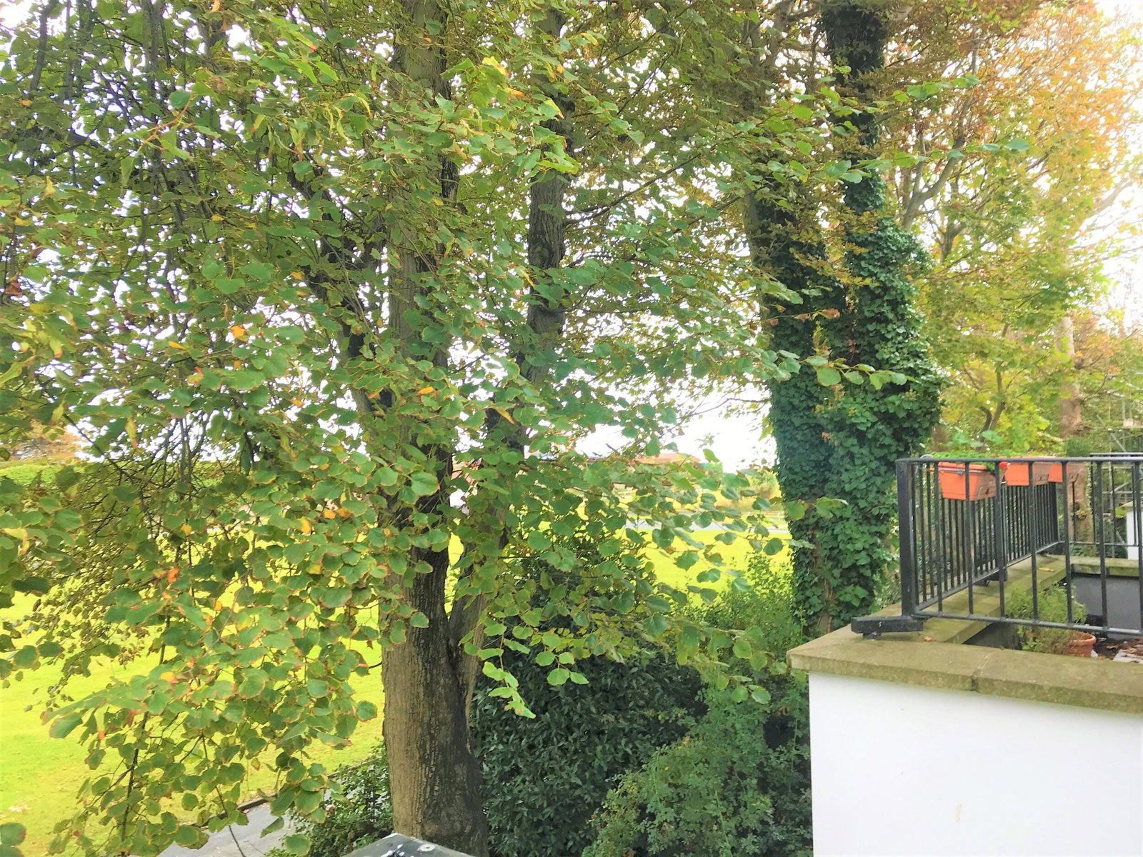 The Cottage photo